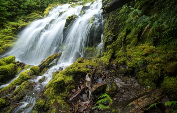 Greens, waterfall, moss, USA, Oregon, Upper Proxy Falls