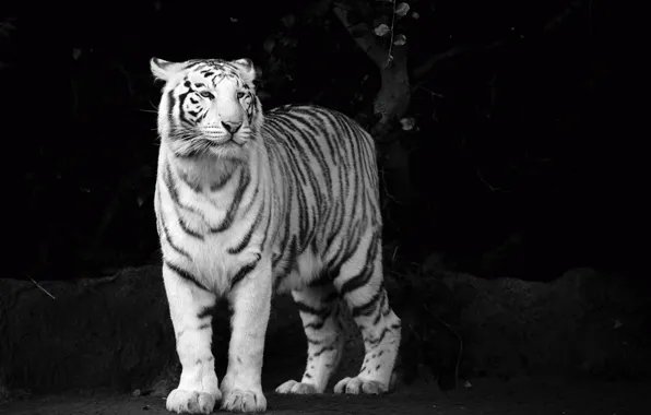 White, look, face, tiger, predator, b/W, tiger, black and white Wallpaper