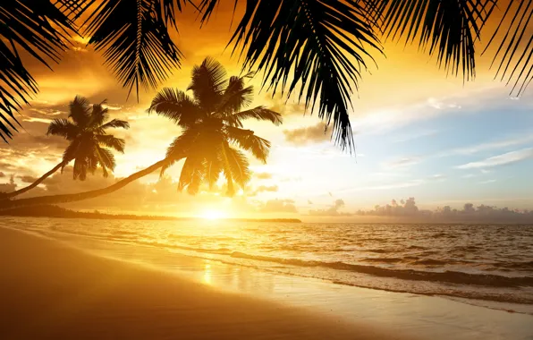 Picture beach, sunset, nature, tropics, palm trees