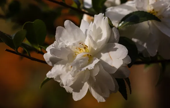 Macro, light, flowers, branch, spring, white, flowering, Camellia
