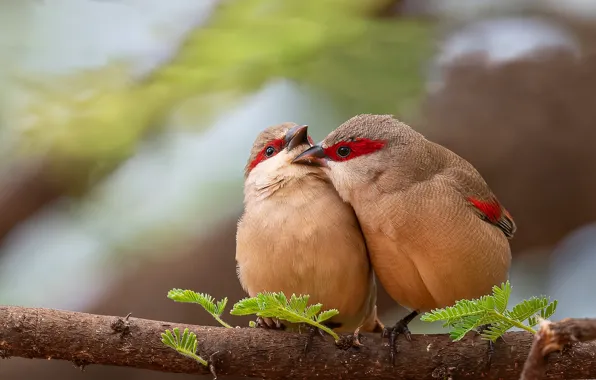 Birds, kiss, branch, a couple, Bridle astrild
