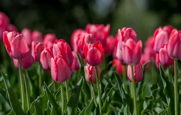 Flowers, nature, spring, tulips, April