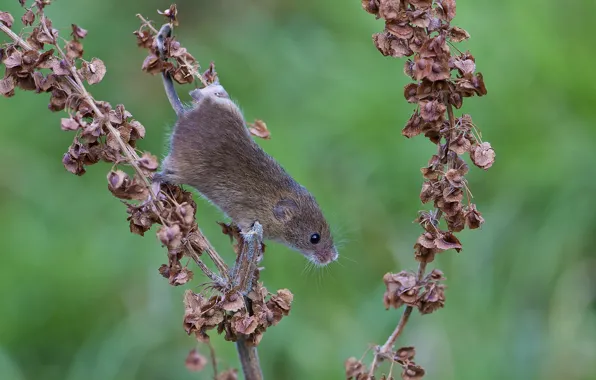 Picture leaves, branch, mouse, dry, red, vole