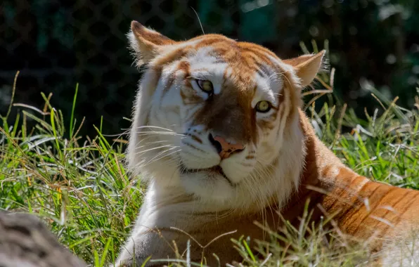 Picture cat, grass, look, face, Golden tiger