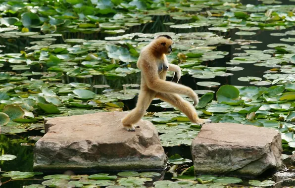 Picture leaves, stones, monkey, the transition, pond, Barnacle Gibbon