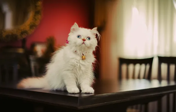 Cat, look, background