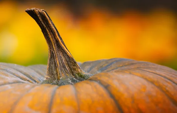 Macro, background, Pumpkin