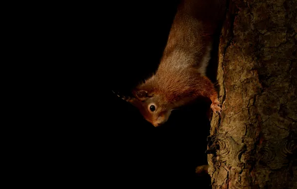 Light, pose, tree, protein, trunk, bark, black background