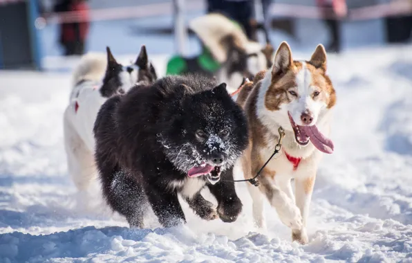 Picture winter, dogs, snow, team, husky