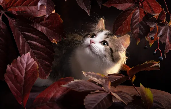 Cat, look, leaves, pose, kitty, fruit, face, spotted