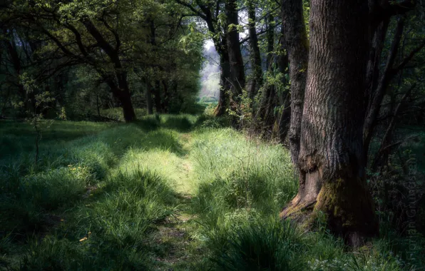 Picture forest, summer, nature