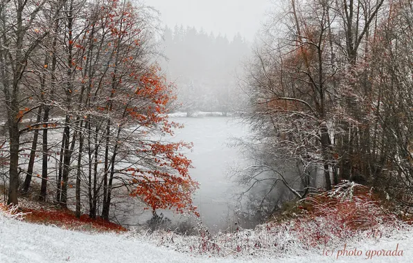 Picture winter, forest, snow, trees, fog, pond