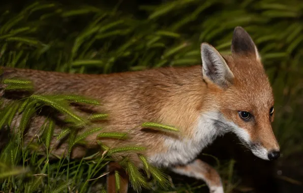 Picture look, face, the dark background, portrait, Fox, ears