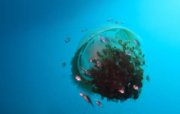 Sea, water, fish, fish, Medusa, underwater world, under water, pond