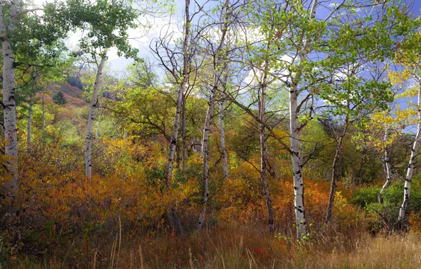 Autumn, forest, trees, branches, thickets, foliage, aspen