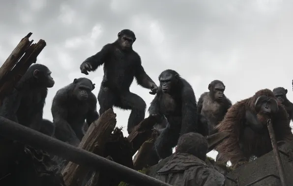 Monkey, Planet of the apes: the Revolution, Dawn of the Planet of the Apes, Caesar