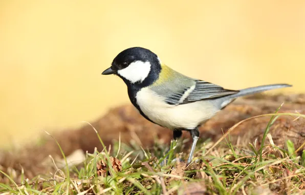 Bird, branch, tit