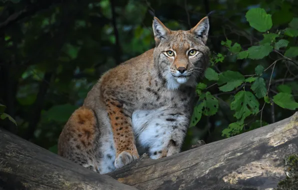 Picture forest, look, branches, pose, foliage, log, lynx, sitting