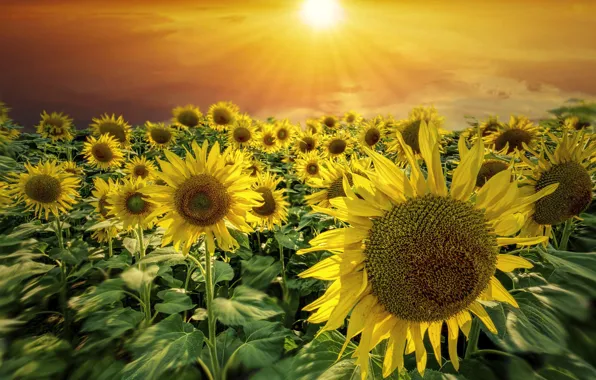 Field, summer, the sky, the sun, sunflowers, sunset, flowers, blur