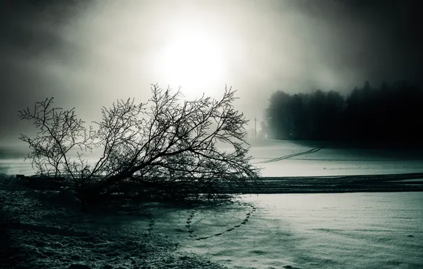 Winter, snow, traces, fog, tree, black and white, roadside, gloomy