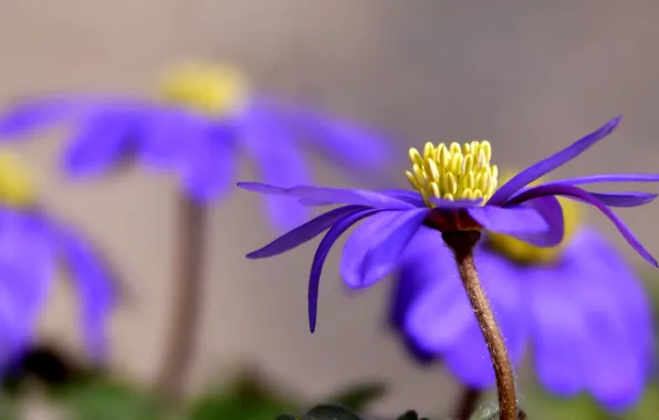 Picture flower, purple, petals, Sunny, anemone
