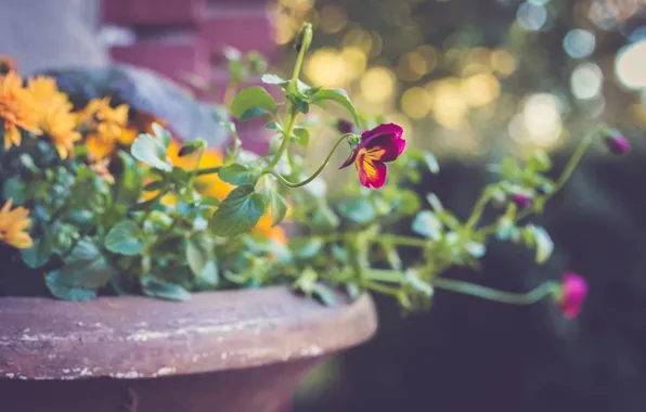 Picture flower, earth, plant, petals, Pansy