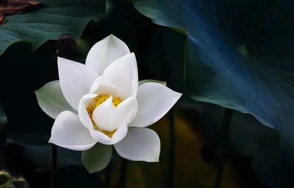 White, flower, Lotus