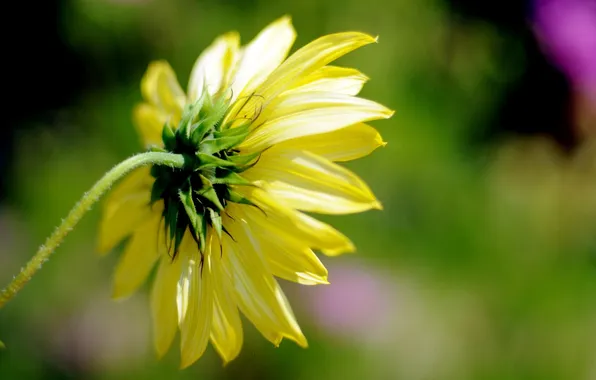 Flowers, yellow, background, widescreen, Wallpaper, petals, wallpaper, flowers