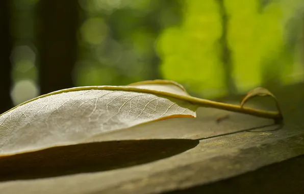 Picture macro, light, sheet, shadow, focus, leaf, bokeh