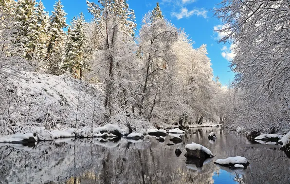 Picture winter, forest, the sky, snow, trees, lake, stones, spruce