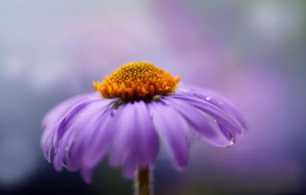 Flower, macro, lilac, petals, chrysanthemum