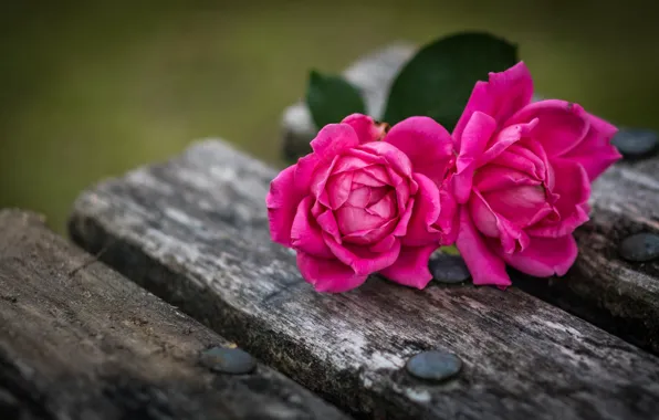 Macro, Board, roses, Duo, two roses