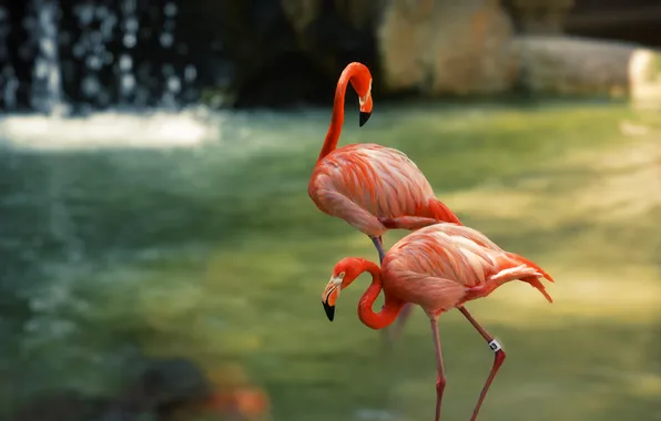 Birds, pose, pair, Flamingo, pond, pink flamingos