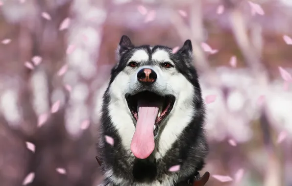Picture language, each, dog, petals, husky