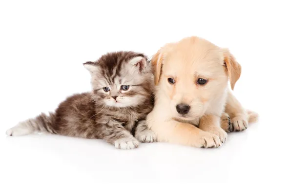 Cat, look, pose, kitty, together, dog, puppy, white background