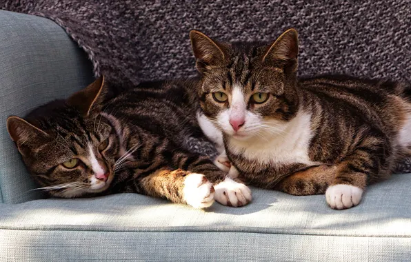 Cat, cat, look, face, light, cats, comfort, sofa