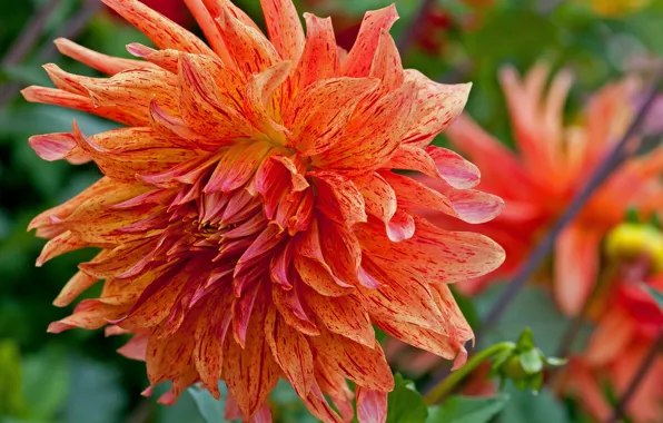 Wallpaper dahlias, macro, Wallpaper from lolita777, orange, flowers