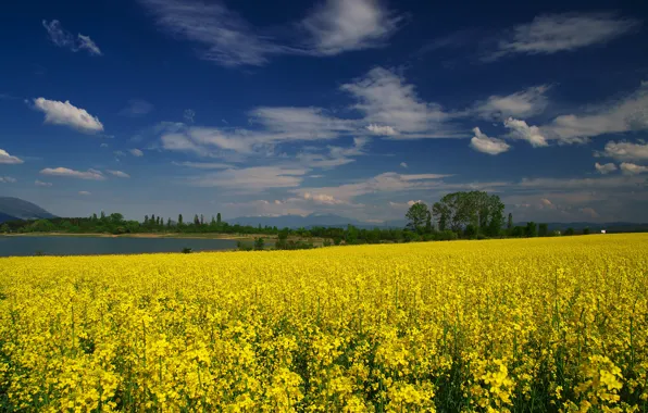 The sky, clouds, trees, flowers, blue, dal, yellow, meadow