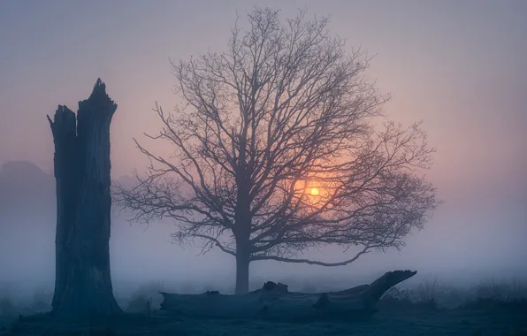 Fog, tree, dawn, England, morning, England, Richmond Park, Richmond Park