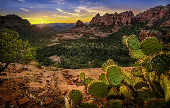 Picture mountains, rocks, cactus, AZ, USA, Sedona