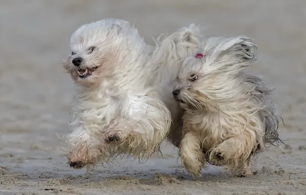 Running, friends, Suzuki