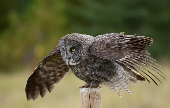 Owl, bird, wings, post, Great Gray Owl