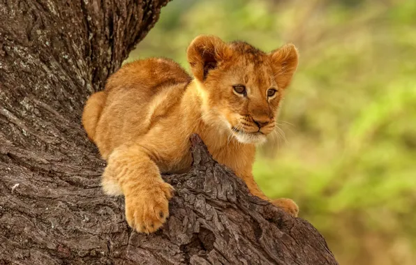 Picture pose, animal, predator, trunk, cub, lion