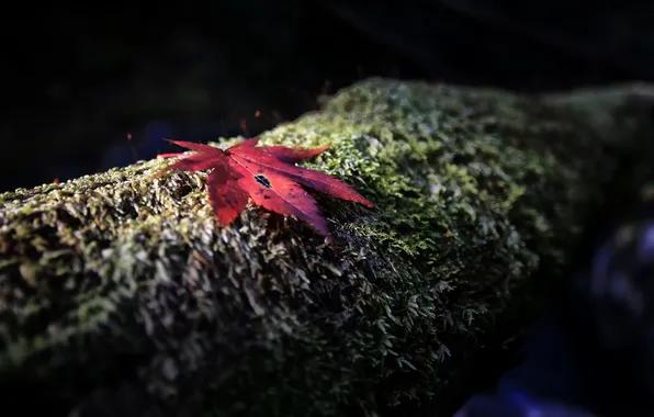 Picture autumn, red, sheet, tree, moss, focus, trunk, bark