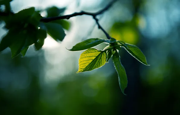 Picture greens, nature, green, photo, Wallpaper, color, branch, blur