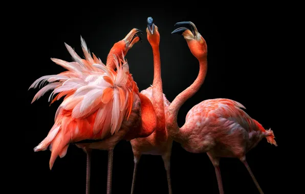 Birds, dance, black background, trio, Flamingo, pink flamingos, three birds, look up