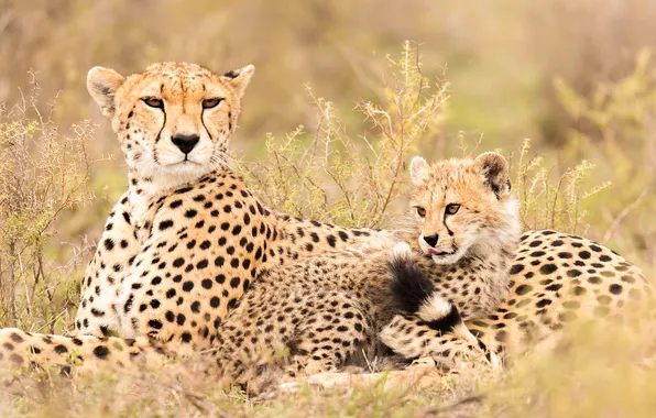 Field, Cheetah, cub, lie, mother, cheetahs, two Cheetah