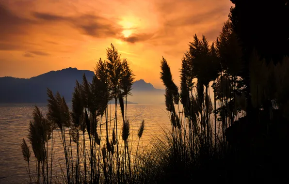 Picture sea, grass, sunset, mountains, silhouette, Bay, panicles