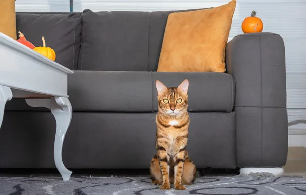 Cat, cat, look, pose, table, room, sofa, red