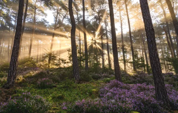 Forest, the sun, rays, light, trees, fog, glade, morning